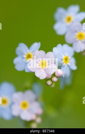 Holz-Vergissmeinnicht (Myosotis Sylvatica) Stockfoto