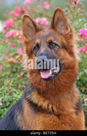 Alt Deutscher Schäferhund Hund, langhaariger Schäferhund, Porträt Stockfoto