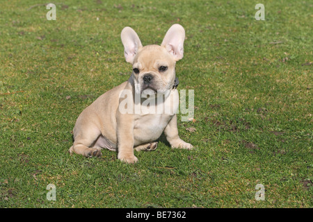 Französische Bulldogge, 12 Wochen, sitzen auf einer Wiese Stockfoto
