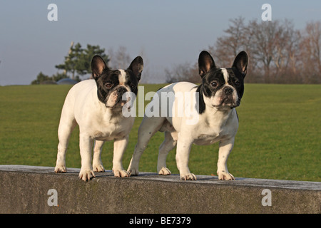 2 Französische Bulldoggen, Männlich, stehend nebeneinander an eine Wand Stockfoto