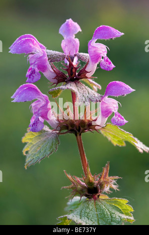 Weiße Taubnessel (Lamium Maculatum), entdeckt Pielach in der Nähe von Loosdorf, Upper Austria, Europe Stockfoto