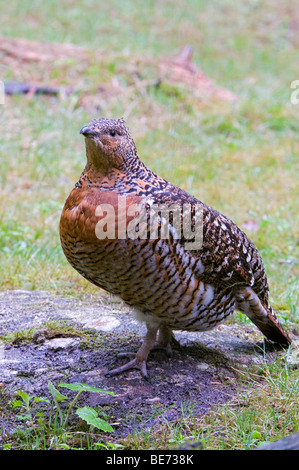 Auerhahn (at Urogallus), Weiblich, Nationalpark Bayerischer Wald, Bayern, Deutschland, Europa Stockfoto