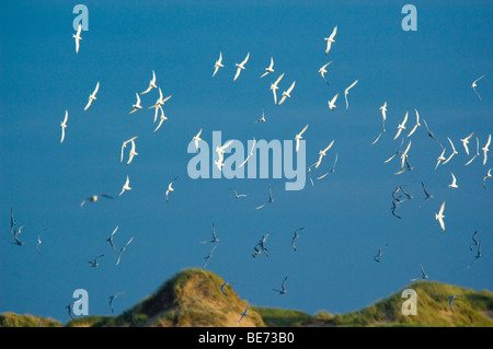 Herde von Brandseeschwalben, Sterna Sandvicensis fliegen an der Ythan Mündung, durch die Sanddünen der Sande von Forvie Stockfoto