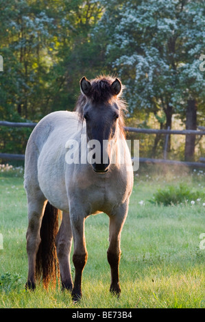 Konik-Pferd, Pielach in der Nähe von Loosdorf, Upper Austria, Europe Stockfoto