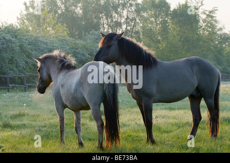 Konik-Pferde, Pielach in der Nähe von Loosdorf, Upper Austria, Europe Stockfoto