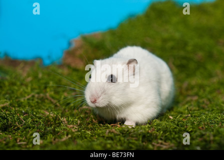 Winterweiss russische Zwerg Hamster Stockfoto