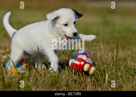 Kleine Parson Jack Russell Terrier spielt mit Spielzeug Stockfoto