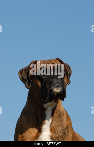 Porträt eines Deutschen Boxers Stockfoto