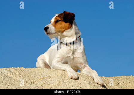 Parson Jack Russell Terrier, liegend Stockfoto