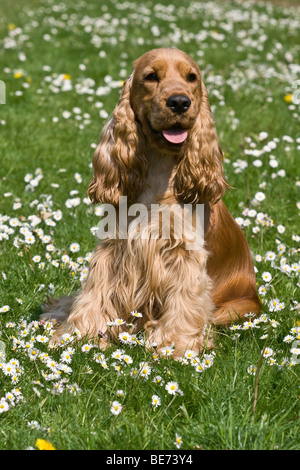 English Cocker Spaniel, 1,5 Jahre, sitzt auf einer Wiese Stockfoto