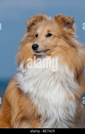 Shetland Sheepdog, portrait Stockfoto