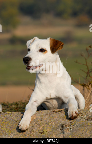 Parson Jack Russell Terrier, liegend Stockfoto