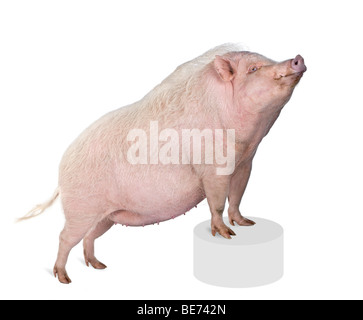 Göttingen Minipig stehend auf Sockel vor weißem Hintergrund, Studio gedreht Stockfoto