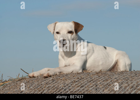 Parson Jack Russell Terrier, liegend, voll gewachsen Stockfoto