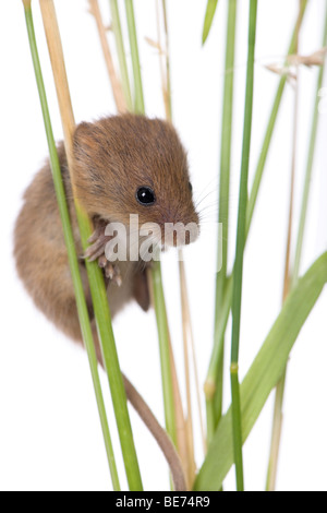 Zwergmaus, Micromys Minutus, Klettern am Grashalm, Studio gedreht Stockfoto