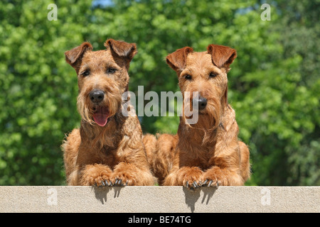 Zwei Irish Terrier liegen nebeneinander auf einer Stufe Stockfoto