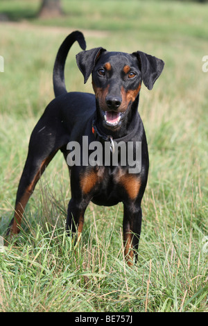 Deutsche Pinscher stehen auf einer Wiese Stockfoto