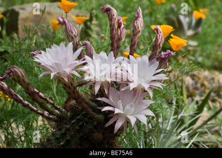 Blüten auf einem Seeigel Kaktus (Echinopsis Tubiflora) Stockfoto