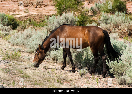 kostenlose Roaming-Mustang Hengst in der Pryor Wildpferd Bergkette in Wyoming Stockfoto