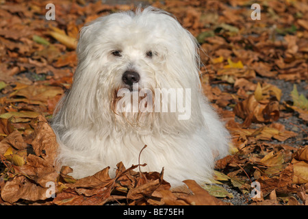 Coton de Tulear liegen im Herbst Blätter Stockfoto