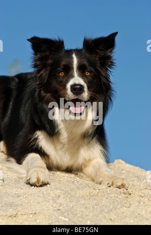 Border-Collie, liegend auf einem Haufen sand Stockfoto