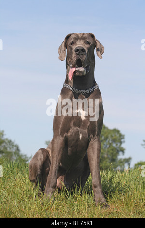 Deutsche Dogge sitzt auf einer Wiese Stockfoto