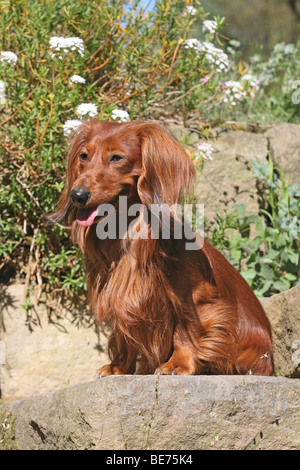 Langhaar Dackel auf einem Felsen vor Blüten sitzen Stockfoto