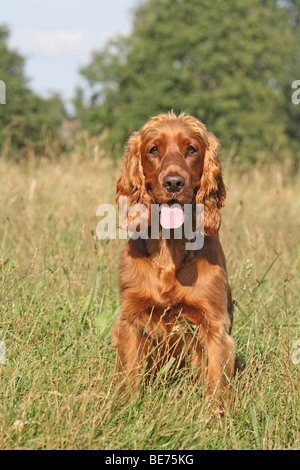 English Cocker Spaniel sitzend auf einer Wiese Stockfoto