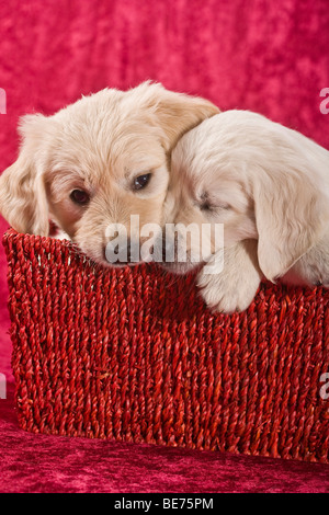 Zwei Golden Retriever Welpen sitzen in einem Weidenkorb Stockfoto