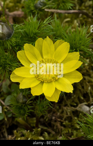 Feder Fasane des Auges (Adonis Vernalis L) Stockfoto