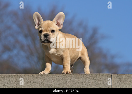 Französische Bulldogge, 12 Wochen, an einer Wand stehend Stockfoto