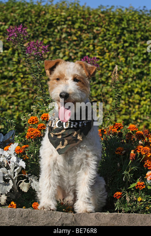 Wire Fox Terrier sitzt auf einer Mauer vor Blumen Stockfoto