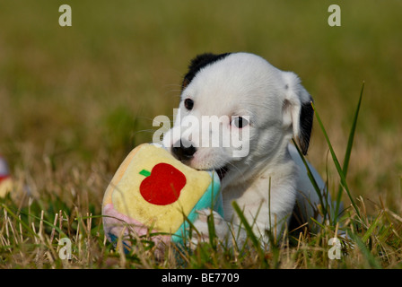 Kleine Parson Jack Russell Terrier Welpen Kauen auf Spielzeug Stockfoto