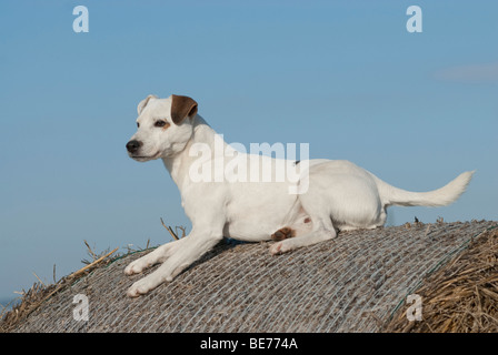 Parson Jack Russell Terrier, liegend, voll gewachsen Stockfoto