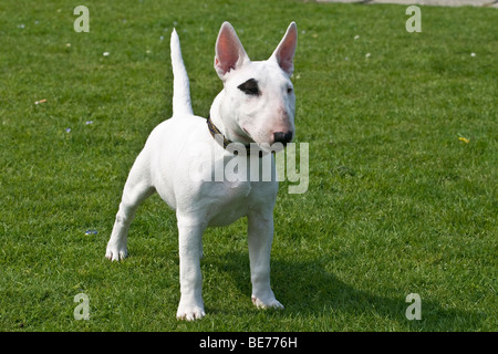 Miniatur Bullterrier, 5 Monate alt, steht auf einer Wiese Stockfoto