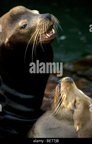 Kalifornische Seelöwe (Zalophus Californianus) - Oregon - USA Stockfoto