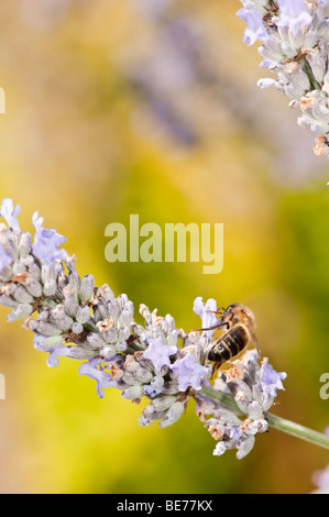 Honig Biene Apis Melifera Fütterung auf Lavendel Stockfoto