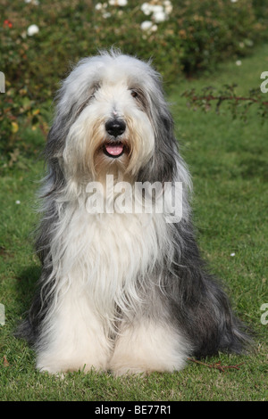 Bearded Collie, 4 Jahre alt, sitzt auf einer Wiese Stockfoto