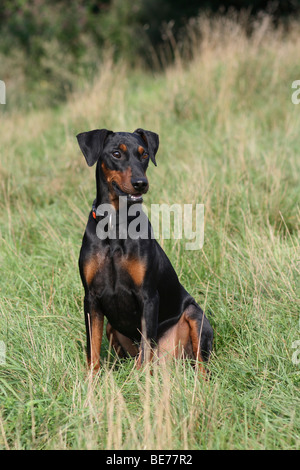 Deutsche Pinscher sitzen auf einer Wiese Stockfoto