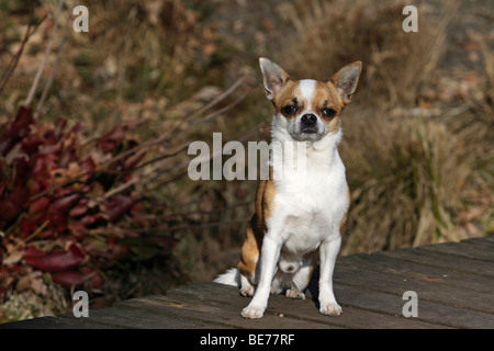 Kurzhaar-Chihuahua, Männlich, 3 Jahre, sitzt auf einer Holzbrücke in einem park Stockfoto