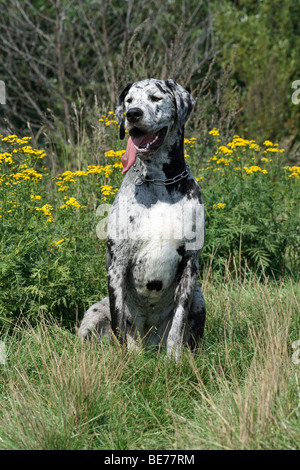 Deutsche Dogge, entdeckte, sitzen auf einer Wiese Stockfoto