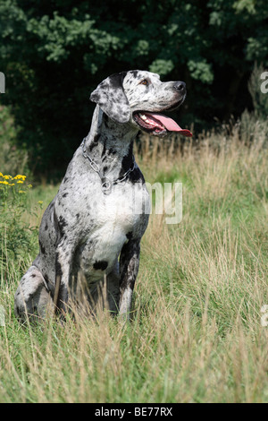 Deutsche Dogge, entdeckte, sitzen auf einer Wiese Stockfoto