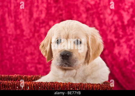 Golden Retriever Welpe, sitzend in einem Weidenkorb Stockfoto