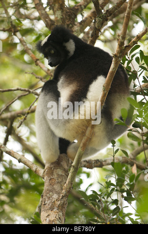 Indri Stockfoto