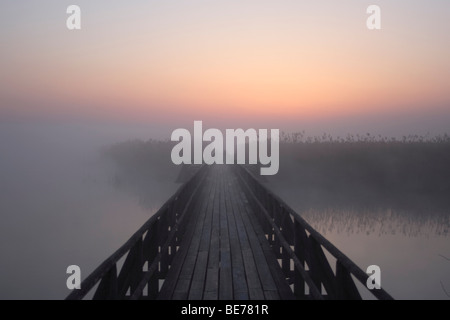 Federsee-See vor Sonnenaufgang, Naturschutzgebiet in der Nähe von Bad Buchau, Landkreis Biberach, Oberschwaben, Baden-Württemberg Stockfoto