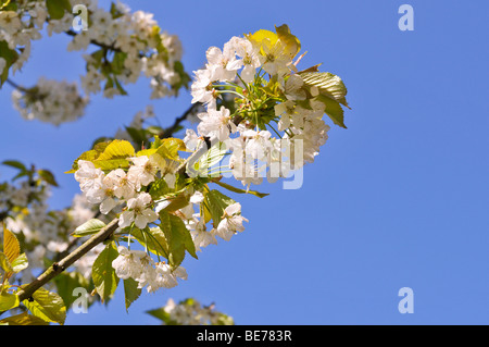 Blühender Kirschbaum, Süßkirsche, verschiedene Buettner rote Kirsche (Prunus Avium Subspecies Duracina) Stockfoto