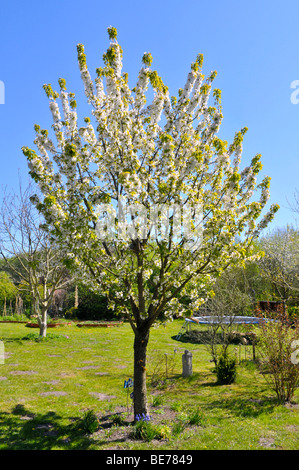 Blühender Kirschbaum, Süßkirsche, verschiedene Buettner rote Kirsche (Prunus Avium Subspecies Duracina) Stockfoto