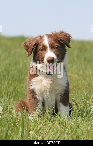 Border Collie Welpen, 11 Wochen alt, sitzen auf einer Wiese Stockfoto