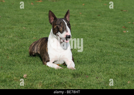 Miniatur Bullterrier auf einer Wiese liegend Stockfoto