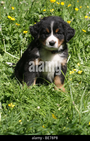 Berner Sennenhund Welpen, 7 Wochen alt, sitzen auf einer Wiese Stockfoto